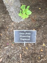 sign Cornus Florida; Flowering Dogwood